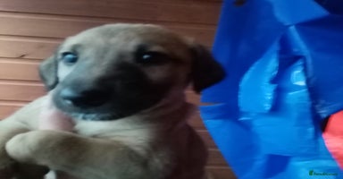 Lurcher dogs Bedlington greyhound whippet pups  - Advert 3