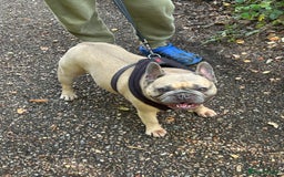 French Bulldog dogs for sale: French bulldog girl for rehome - Advert 6