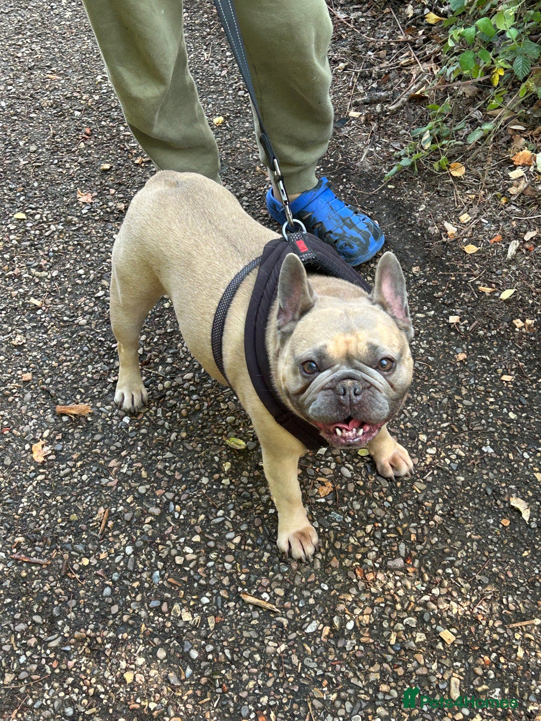 French Bulldog dogs for sale: French bulldog girl for rehome - Advert 6