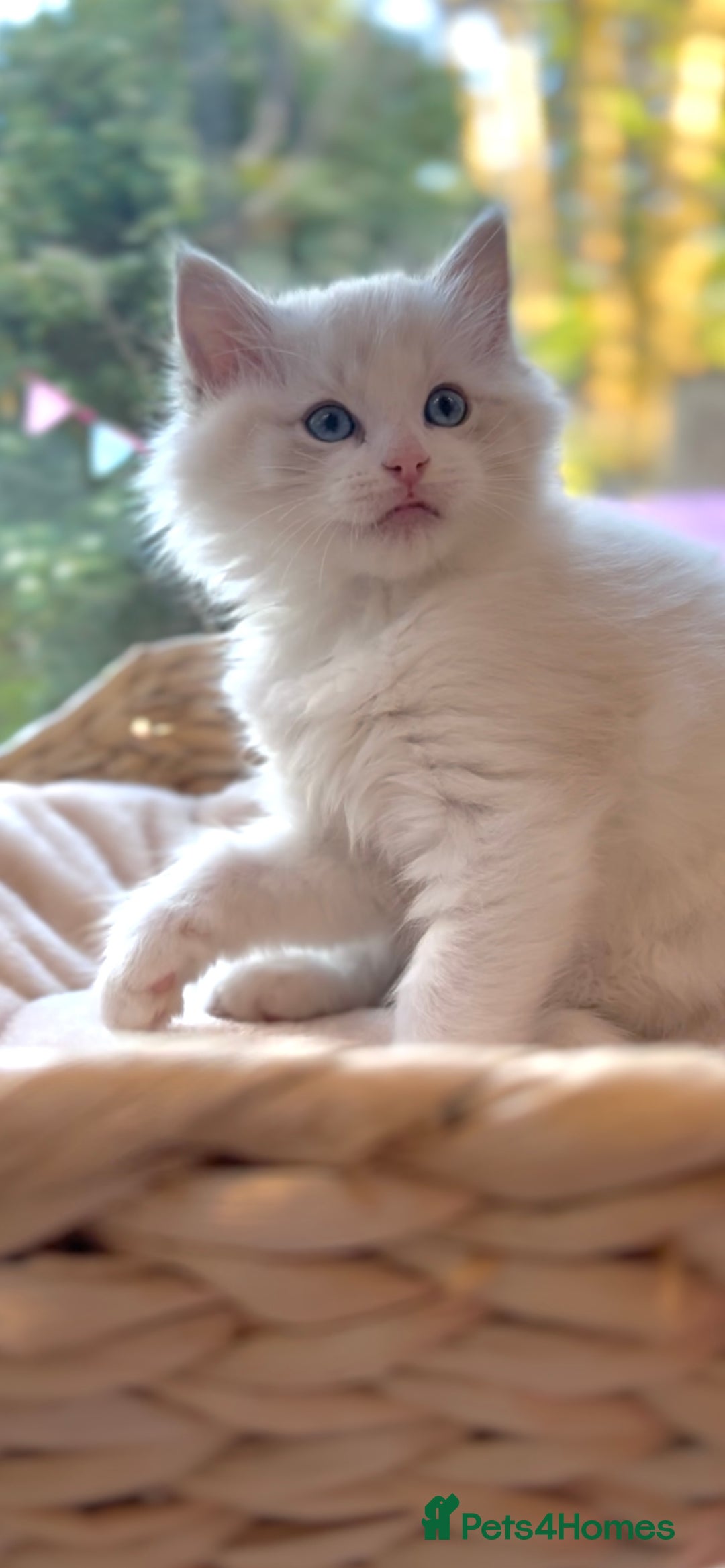 Ragdoll cats for sale: GCCF Registered. Grand Champion Bloodlines. - Advert 15