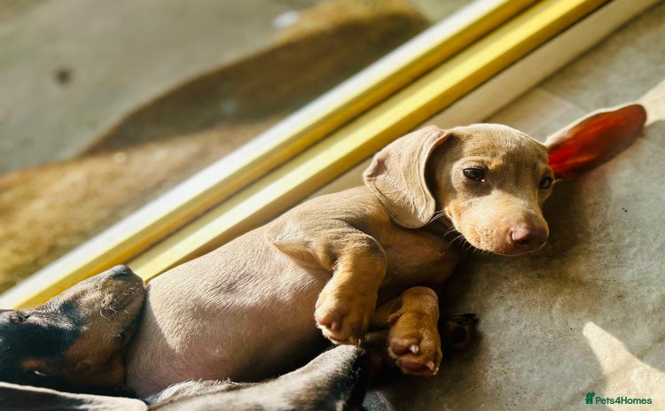 Miniature Dachshund dogs in Chorley - Advert 10