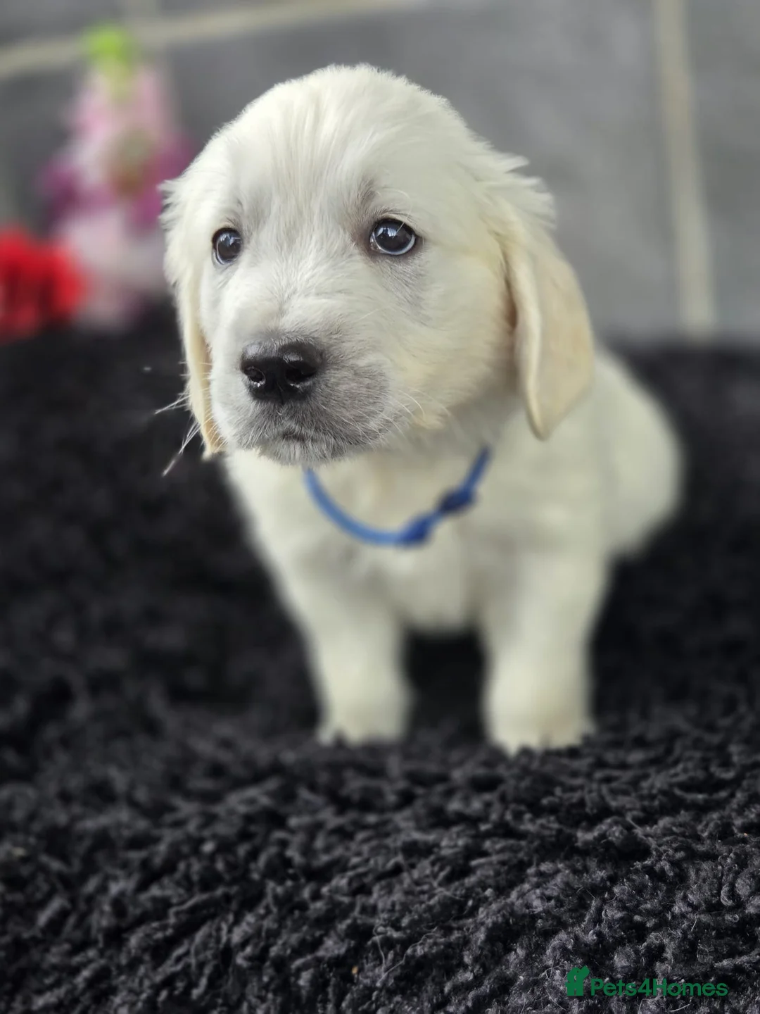 Golden Retriever dogs for sale: Beautiful golden retriever pups  - Advert 1