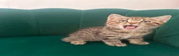 Scottish Fold cats for sale: ✨Adorable Scottish Fold Kittens 🐾 - Advert 4