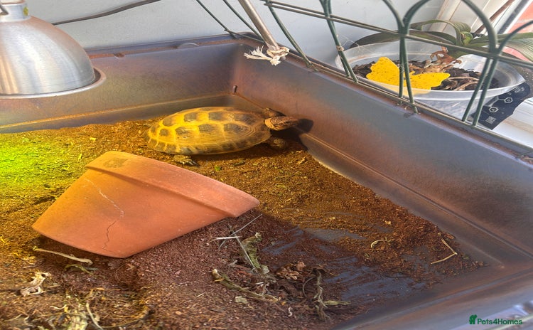 Tortoise reptiles Horsefield tortoise - Advert 1