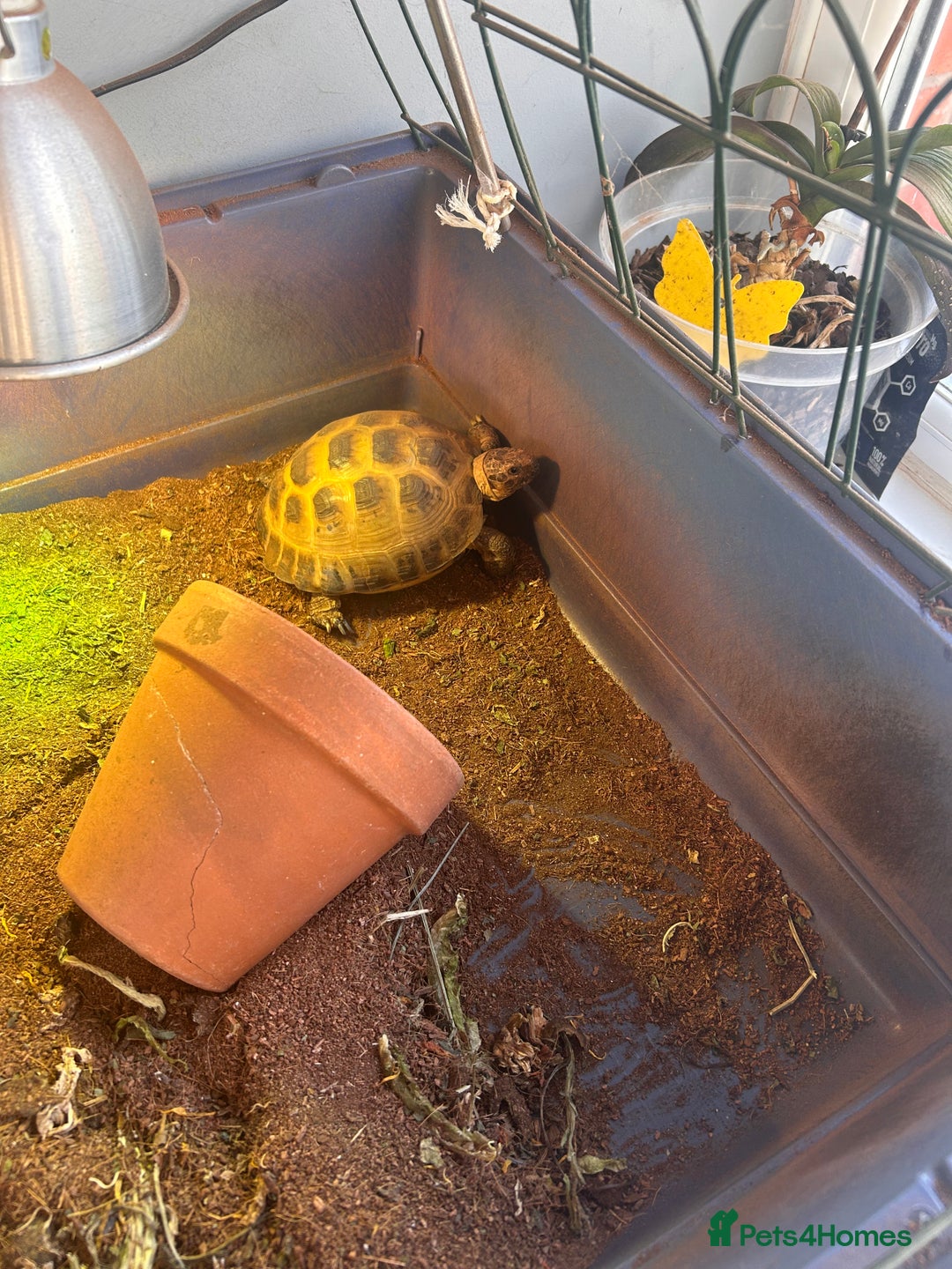 Tortoise reptiles for sale: Horsefield tortoise - Advert 1