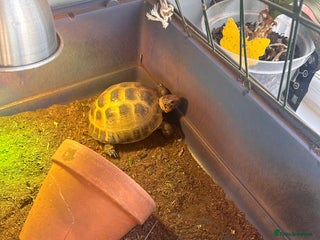 Tortoise reptiles Horsefield tortoise - Advert 1