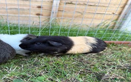Guinea Pig rodents for sale: Baby Guinea Pigs! - Image 1
