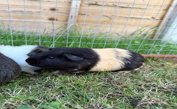 Guinea Pig rodents - Advert 1