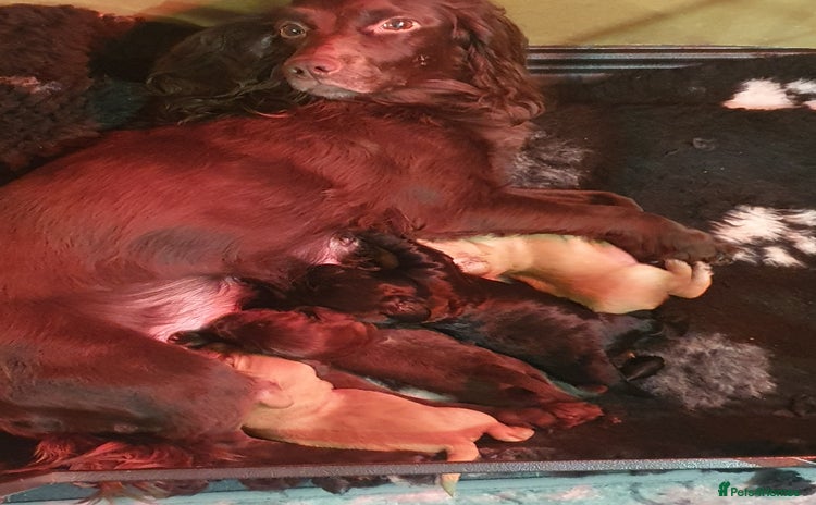 Cocker Spaniel dogs KC Registered Working Cocker Spaniel  - Advert 1