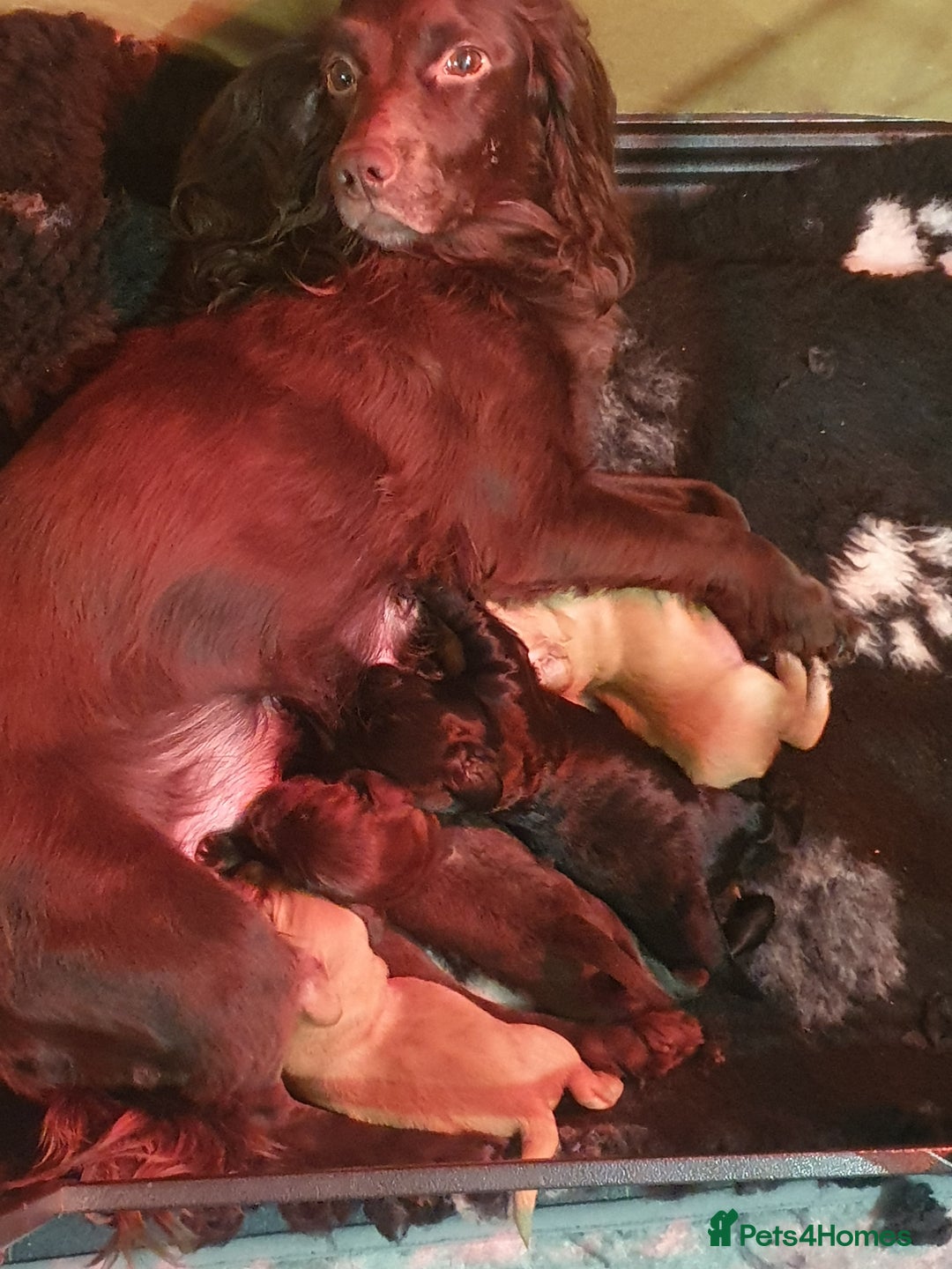 Cocker Spaniel dogs for sale: KC Registered Working Cocker Spaniel  - Advert 1