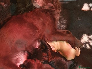 Cocker Spaniel dogs KC Registered Working Cocker Spaniel - Advert 2