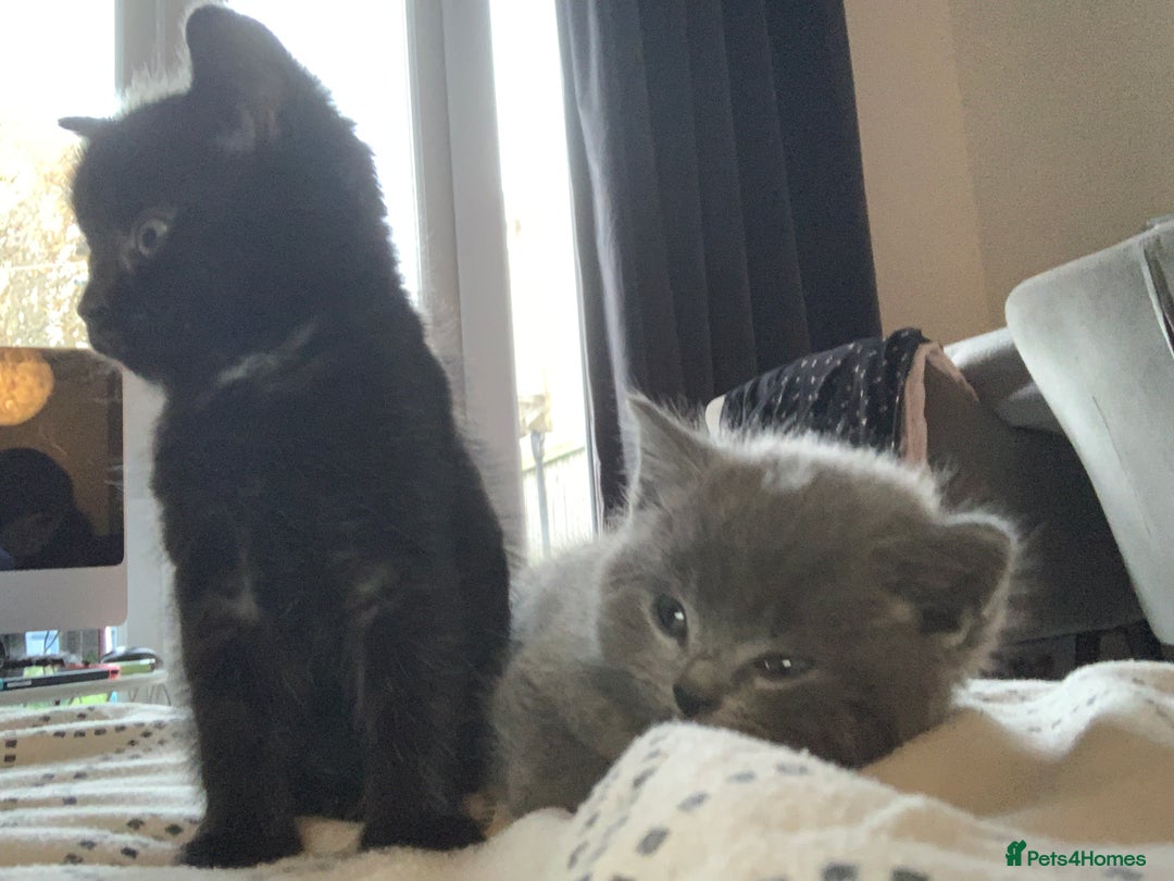 Mixed Breed cats for sale: Kittens for sale  - Image 3
