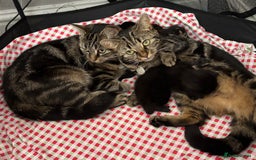 Mixed Breed cats for sale: Mixed breed 10 week old male kitten  - Image 4