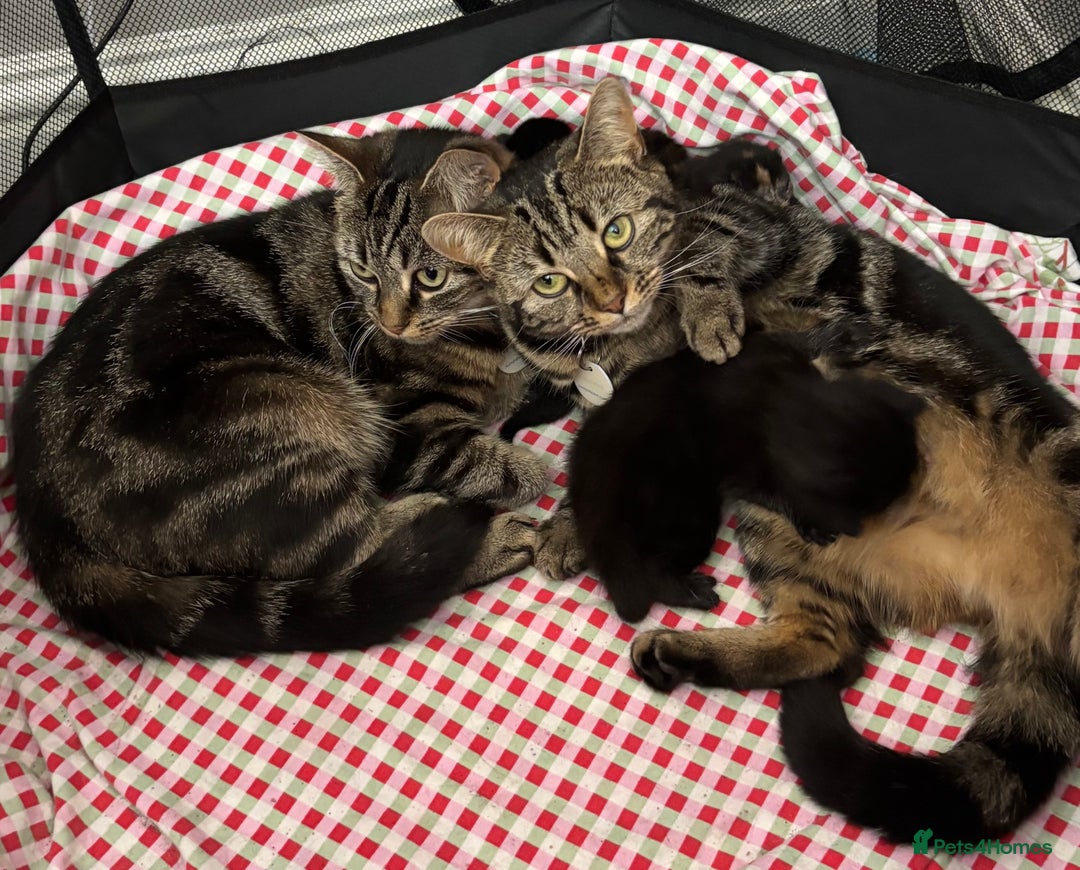 Mixed Breed cats for sale: Mixed breed 10 week old male kitten  - Image 4