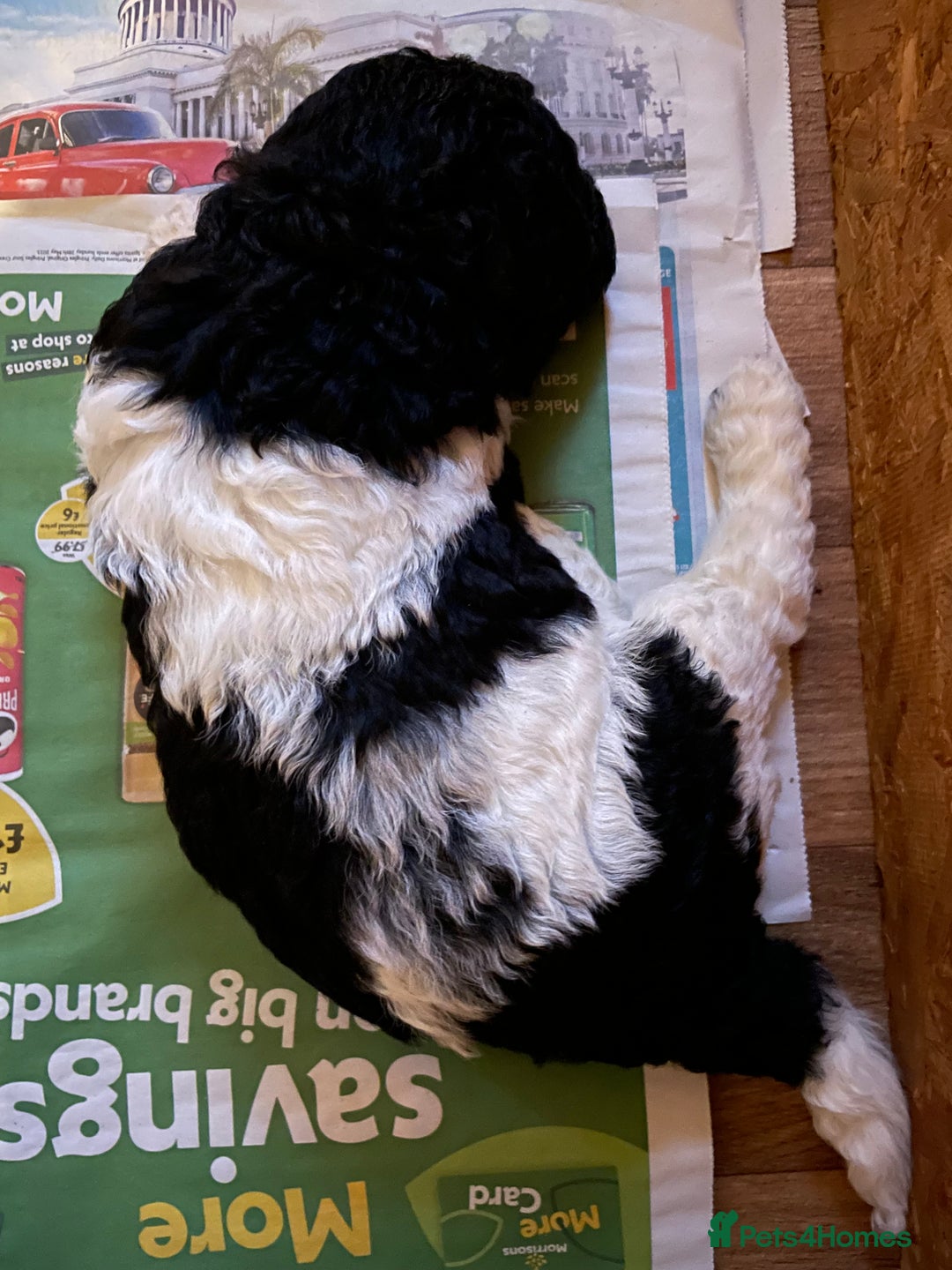 Mixed Breed dogs for sale: St Berdoodle ( St Bernard x Standard poodle) - Image 9