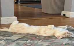 Domestic Shorthair cats for sale: Red Silver Domestic Shorthair - Image 4