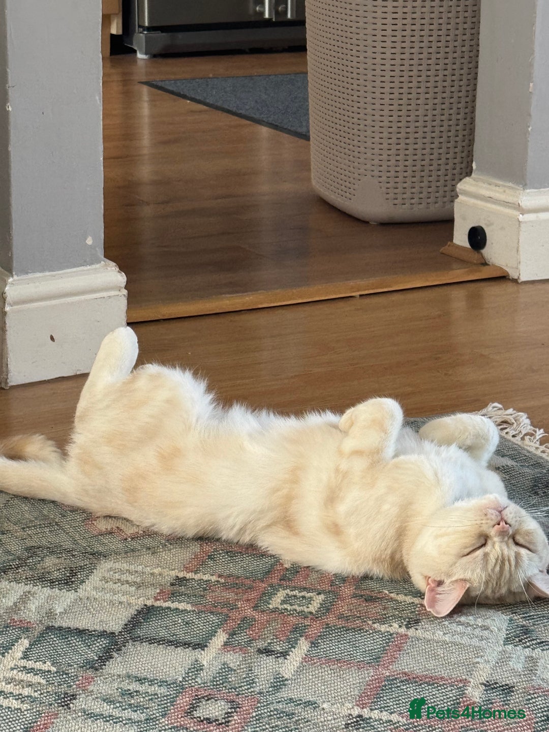Domestic Shorthair cats for sale: Red Silver Domestic Shorthair - Image 4