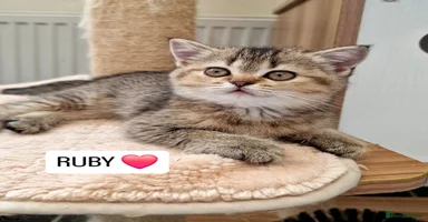 British Shorthair cats - Advert 13