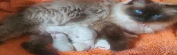 Ragdoll cats for sale: Stunning Ragdoll kittens  - Advert 6