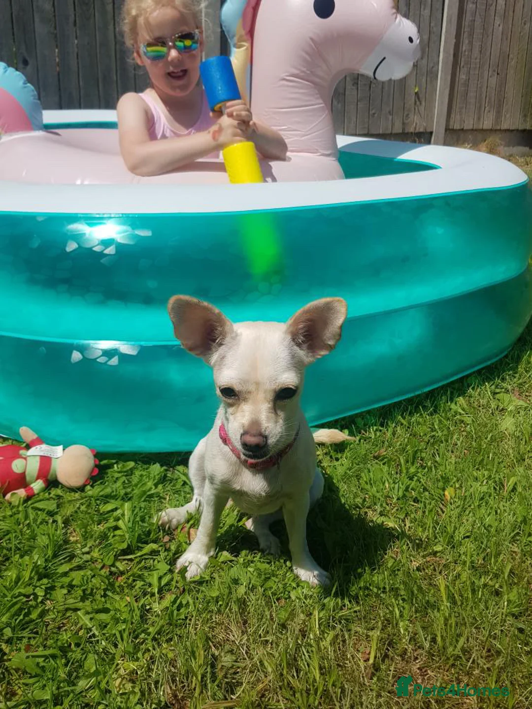 Chihuahua dogs for sale: Nova, Chihuahua - Advert 5