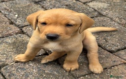 Labrador Retriever dogs for sale: Beautiful KC Registered Fox Red Labrador Puppies - Image 5