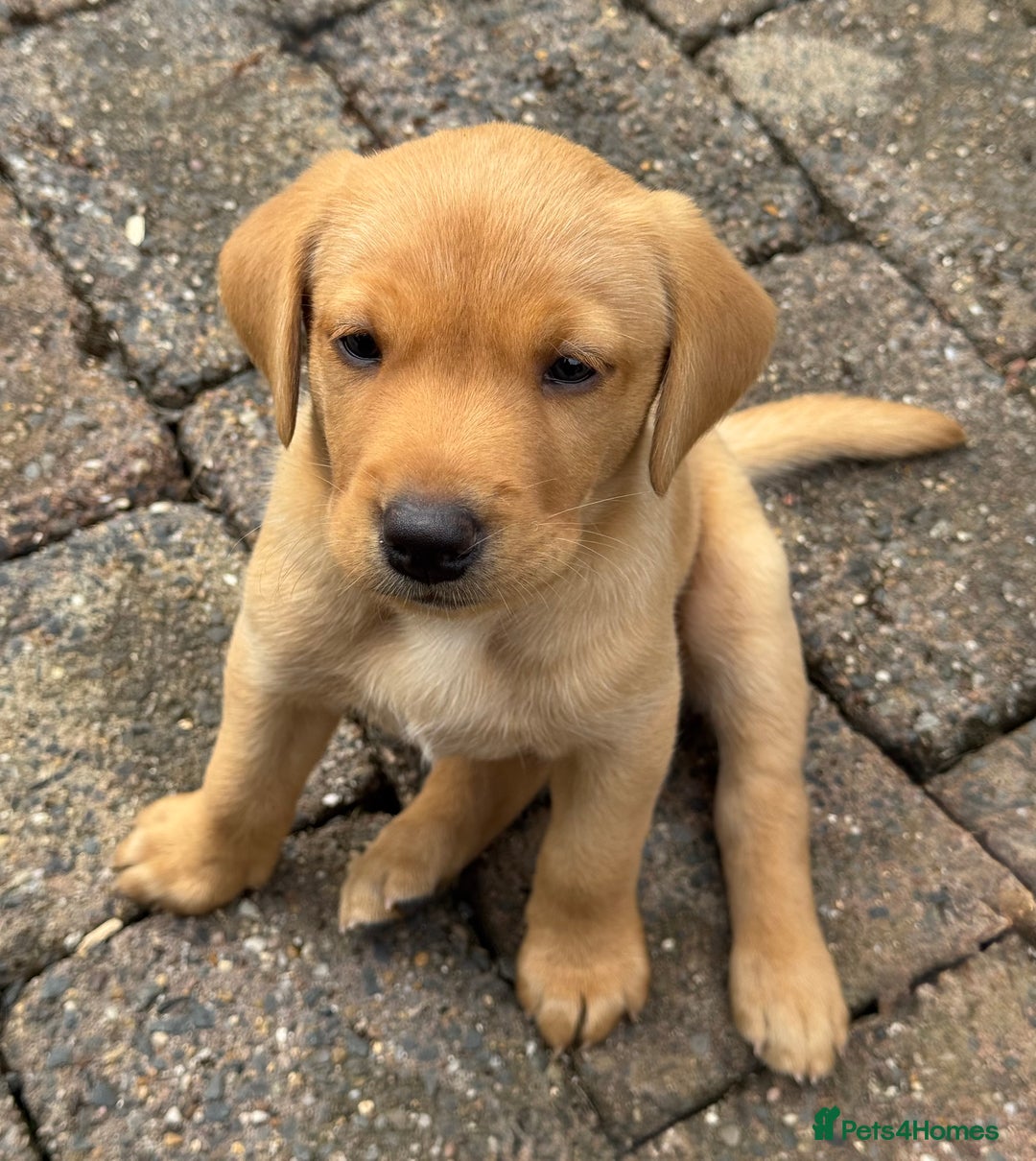 Labrador Retriever dogs for sale: Beautiful KC Registered Fox Red Labrador Puppies - Image 5