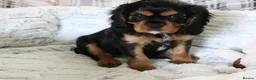 Cavalier King Charles Spaniel dogs for stud: Fully health tested Black and Tan stud.  in Wrexham - Advert 16