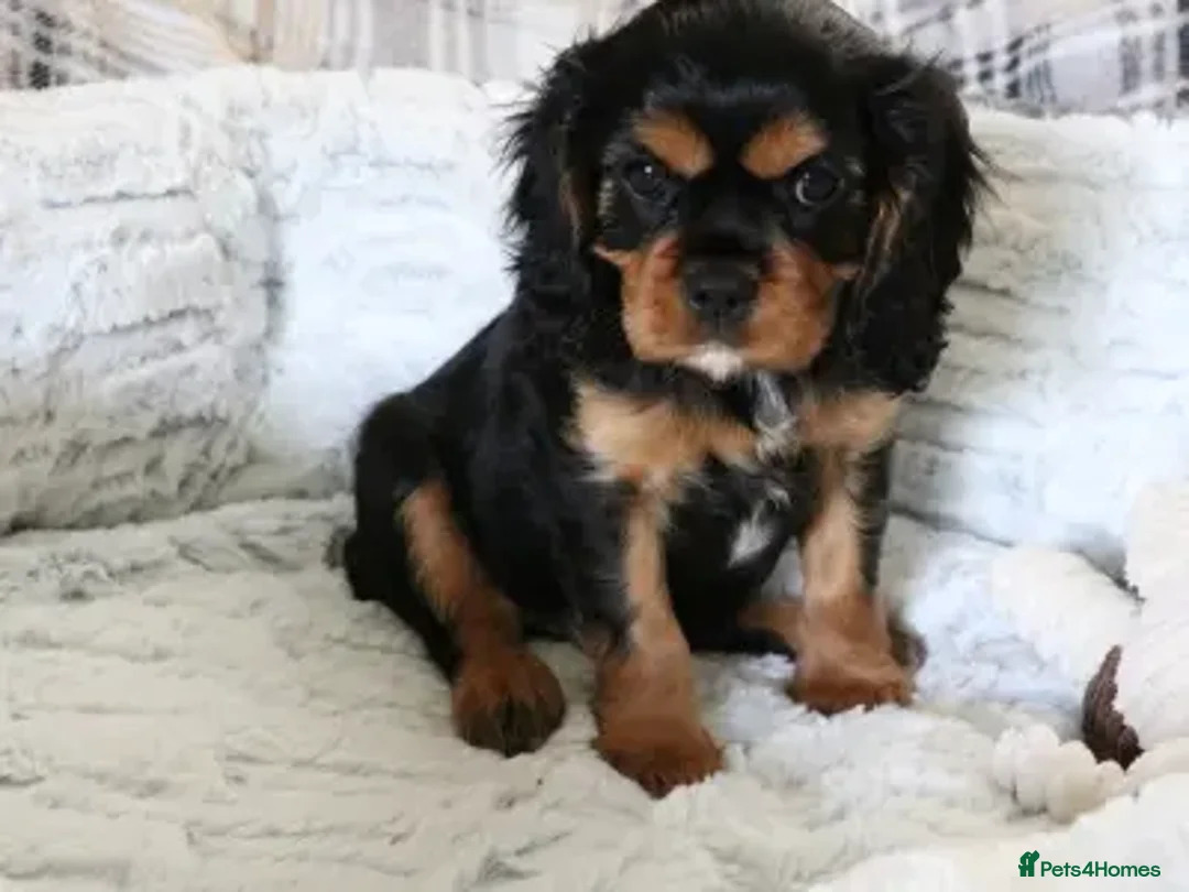 Cavalier King Charles Spaniel dogs for stud: Fully health tested Black and Tan stud.  in Wrexham - Advert 16