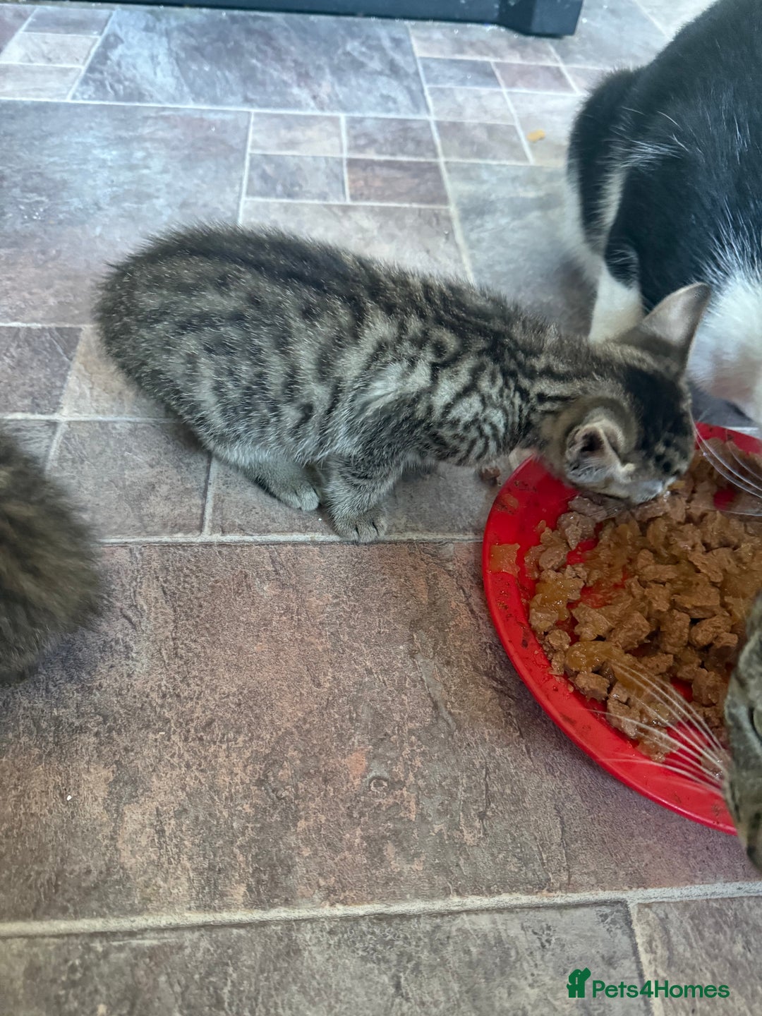 British Shorthair cats for sale: 1 ginger boy and 3 tabby girls - Image 5