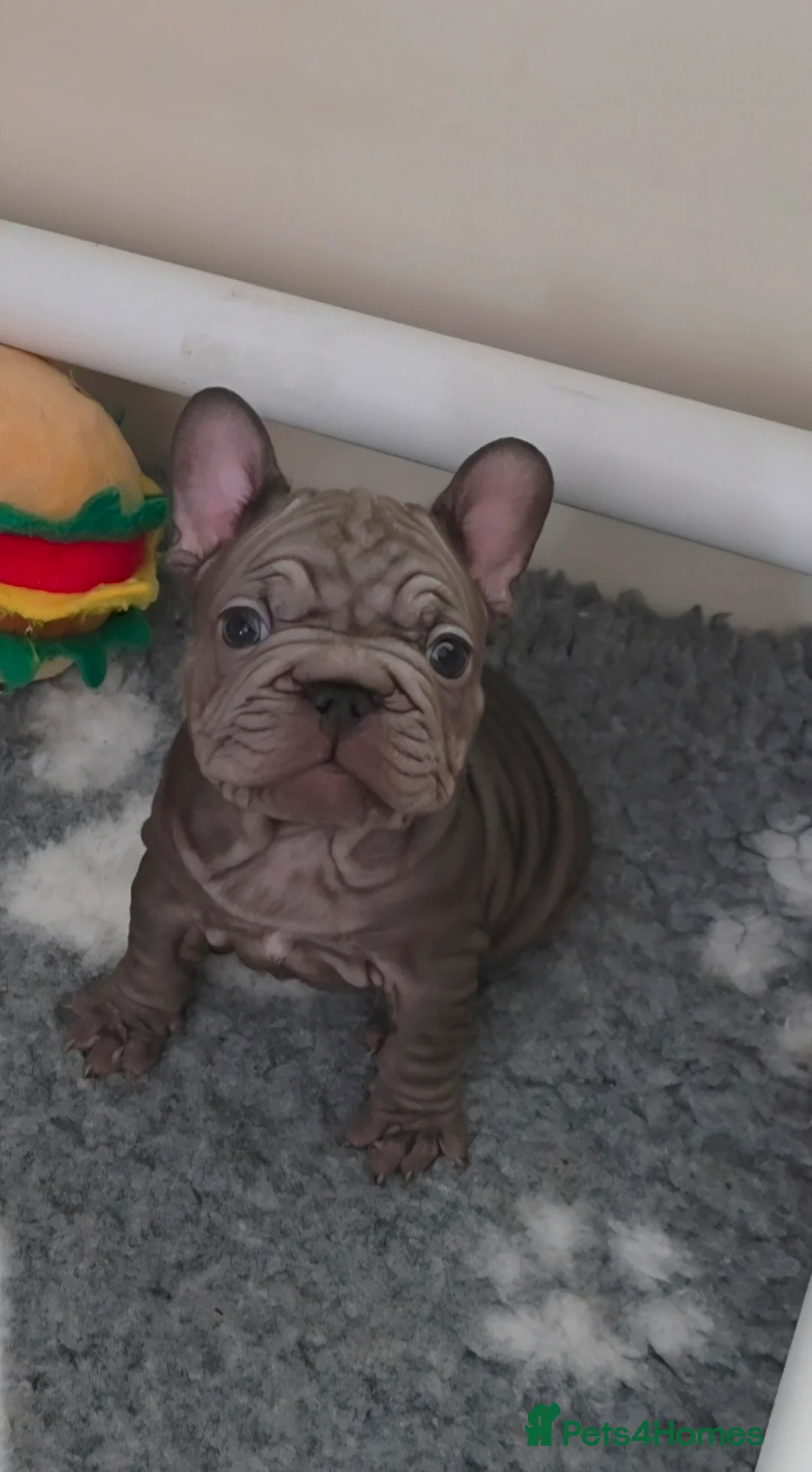 French Bulldog dogs for sale: 🔥Absolutely Stunning Velvet French Bulldog Pups🔥 in Chorley - Advert 32