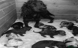 Cocker Spaniel dogs for sale: Beautiful litter of working cocker spaniel puppy’s - Image 13