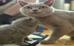 British Shorthair cats for sale: 💙 GCCF British Blue Boys – Ready Soon 💙 - Image 7