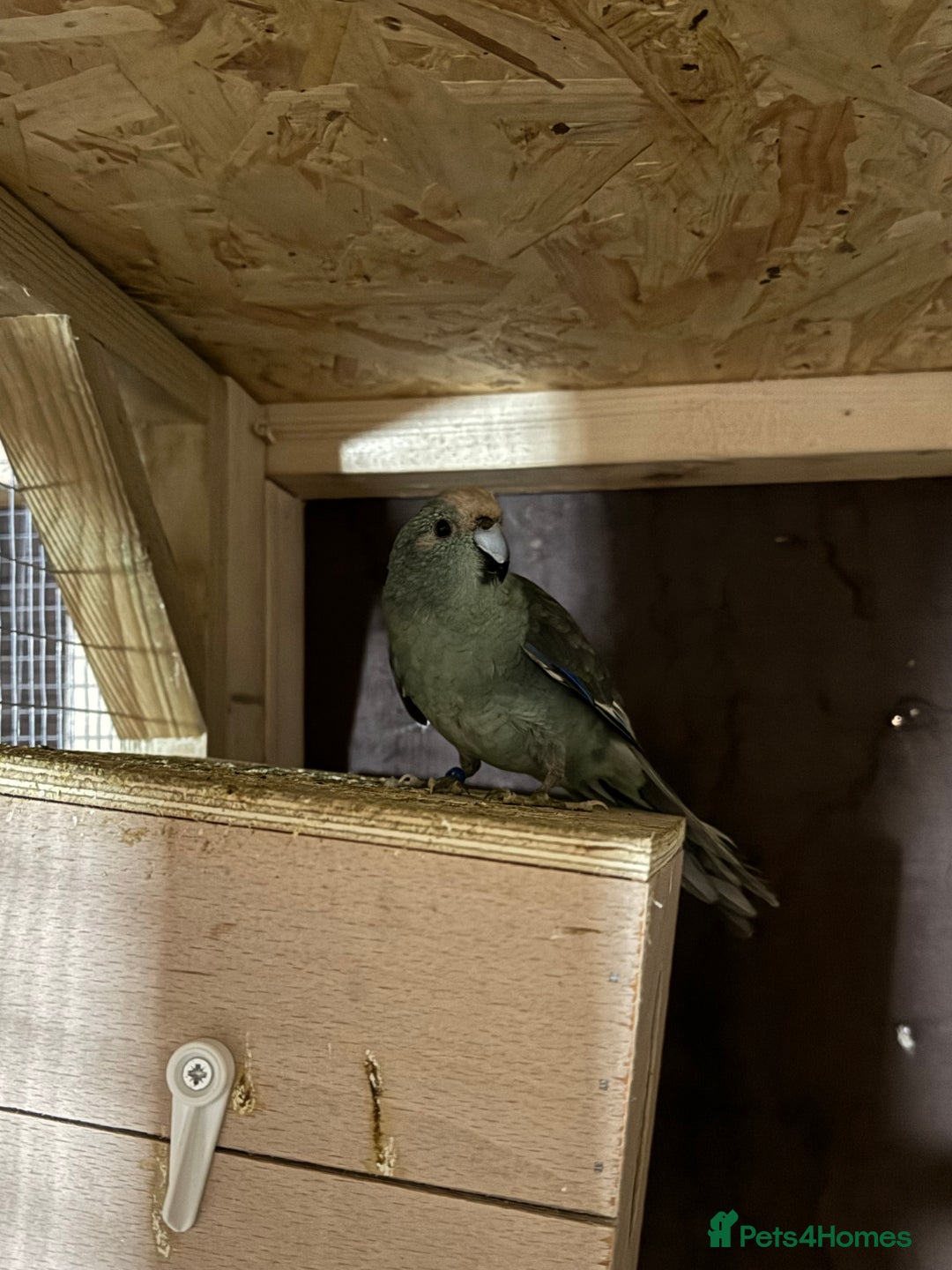 Parakeets birds for sale: Kakariki male dna tested  - Advert 2