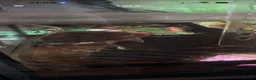 Turtle reptiles for sale: Two musk turtles  - Advert 9