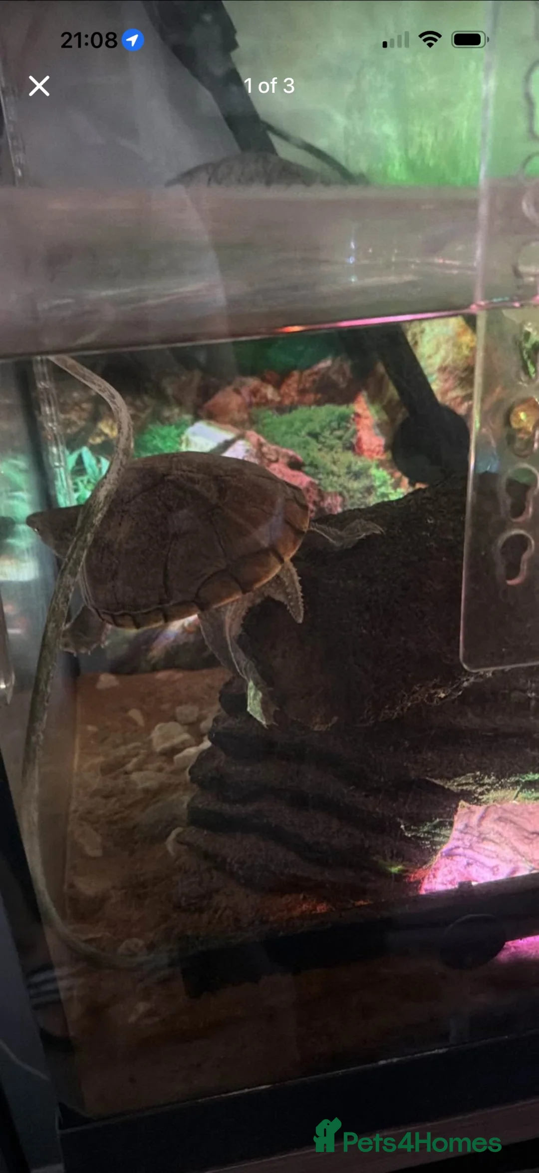 Turtle reptiles for sale: Two musk turtles  - Advert 9