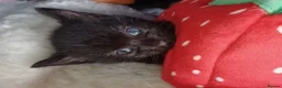 Mixed Breed cats for adoption: Kittens for sale, Jarrow in Jarrow - Advert 14