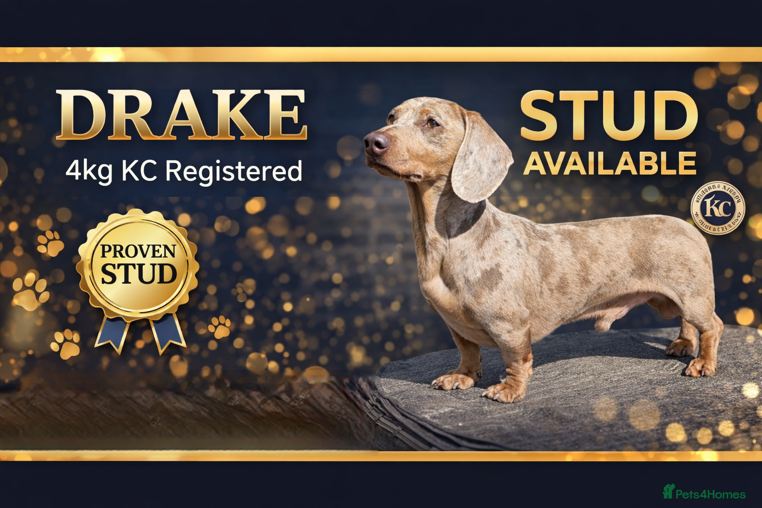 Miniature Dachshund dogs Miniature Dachshund Isabella dapple stud  - Advert 1