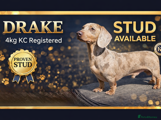 Miniature Dachshund dogs Miniature Dachshund Isabella dapple stud - Advert 9