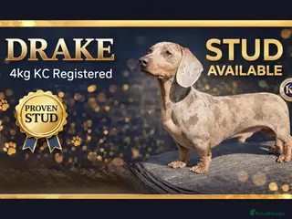 Miniature Dachshund dogs Miniature Dachshund Isabella dapple stud - Advert 22