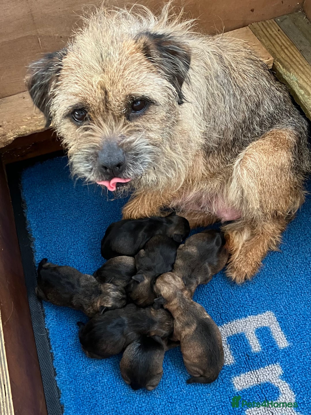 Border Terrier dogs for sale: Border terrier puppies - Advert 2