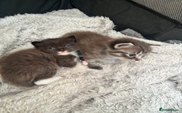 Ragdoll cats for sale: Beautiful cross ragdoll kittens  - Image 4