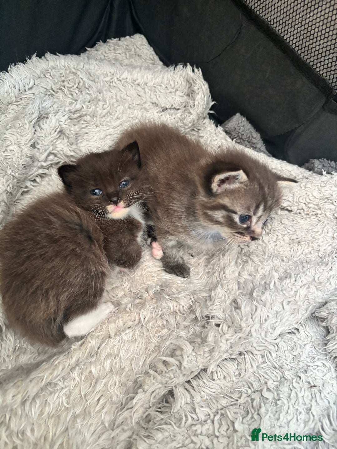 Ragdoll cats for sale: Beautiful cross ragdoll kittens  - Image 4