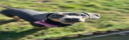 Mixed Breed dogs for sale: Dash & Daisy dachshund x french bull dogs - Advert 10