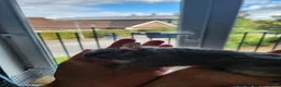 Degus rodents for sale: Eto the degu in Bracknell - Advert 2