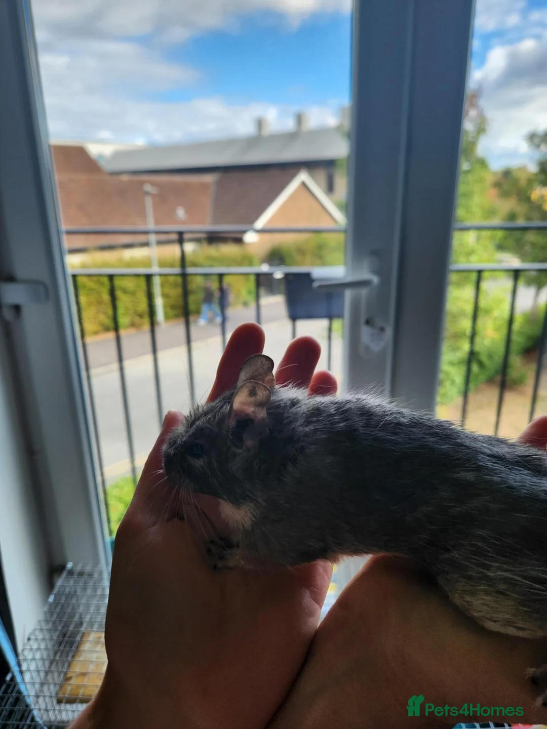 Degus rodents for sale: Eto the degu in Bracknell - Advert 2