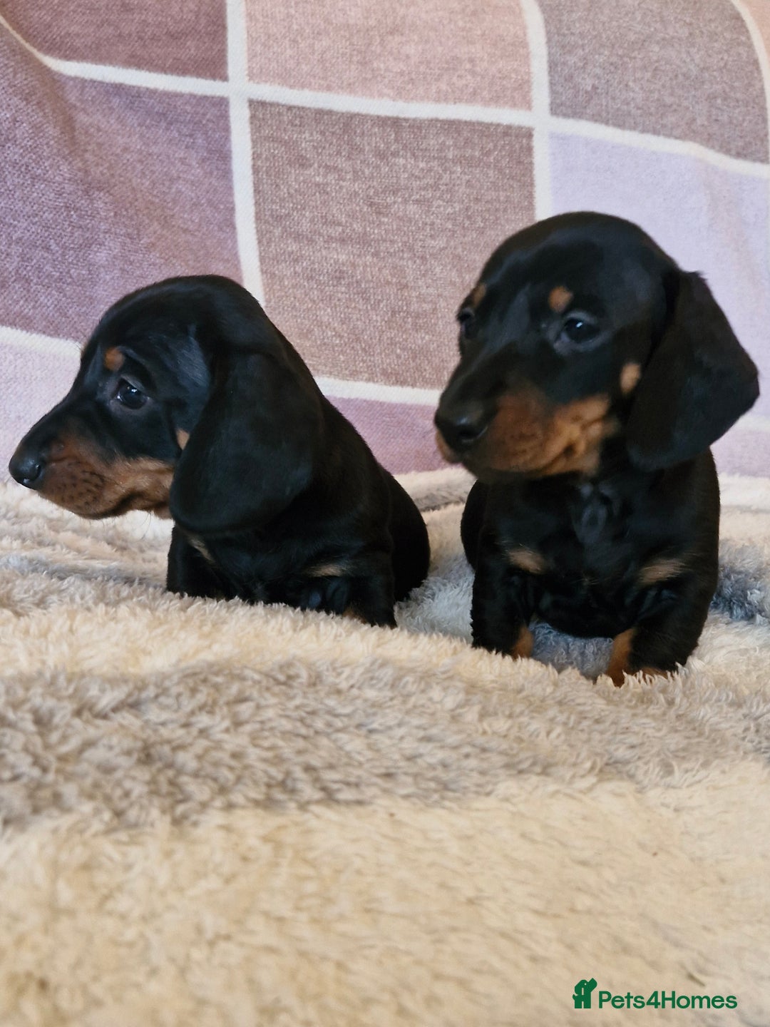 Dachshund dogs for sale: Gorgeous KC standard dachsund pups - Advert 6