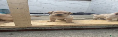 Labrador Retriever Puppy 1