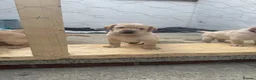 Labrador Retriever dogs for sale: KC Reg Fox Red / Blonde  Lab Puppies – Home Reared - Advert 26