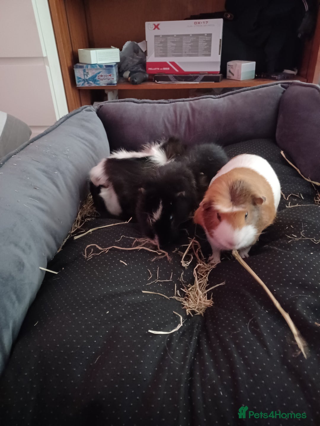 Guinea Pig rodents for sale: For sale is 3 male guinea pigs and cage  - Image 3