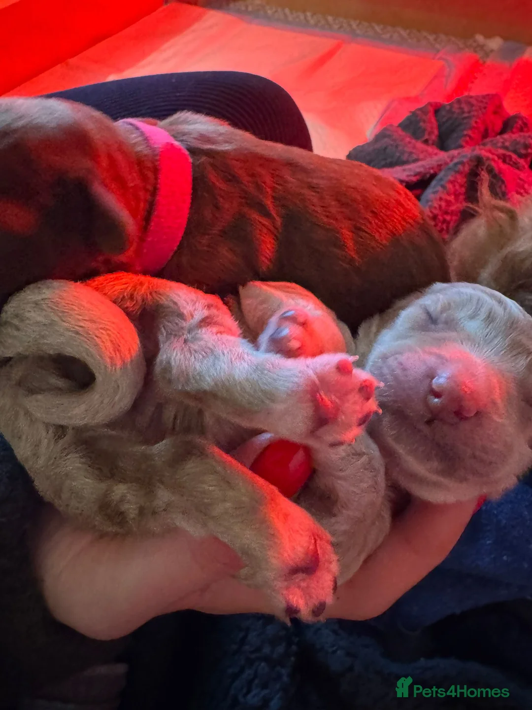 Mixed Breed dogs for sale: Stunning Irish Cockapoodledo's........ - Advert 7